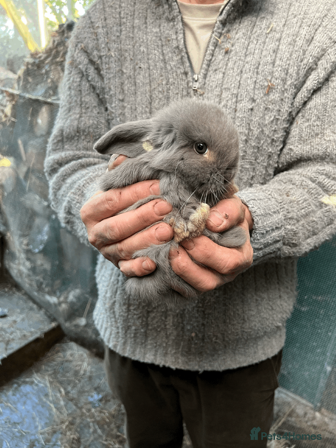Mini Lop rabbits for sale: 100% Pure Family Bred Friendly Mini Lop Bunnies - Advert 3