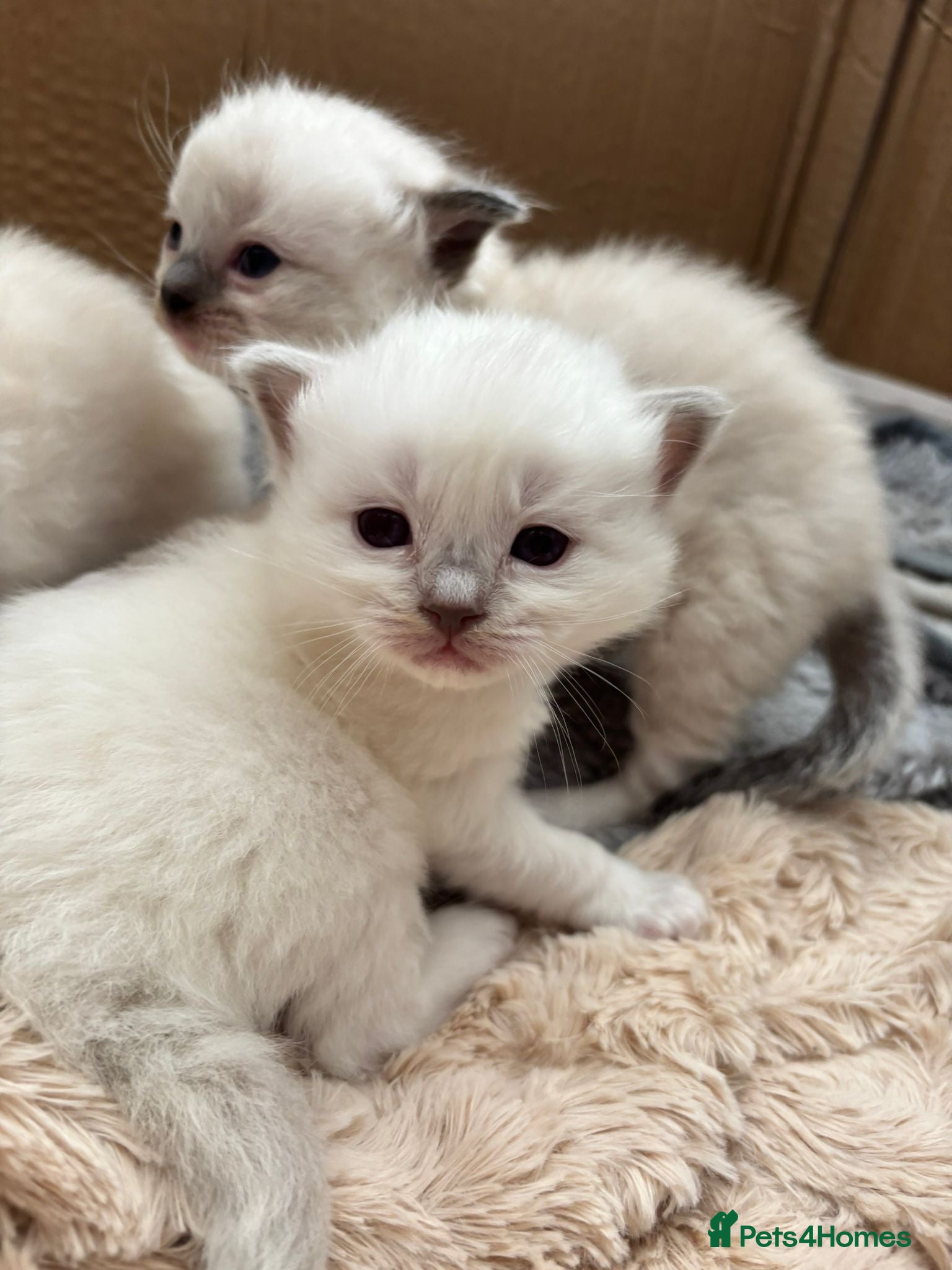 Ragdoll cats Stunning Ragdoll Kittens - Advert 18