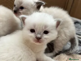 Ragdoll cats Stunning Ragdoll Kittens - Advert 18