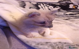 Pomeranian dogs for sale: Butiful Pomeranians - Advert 3