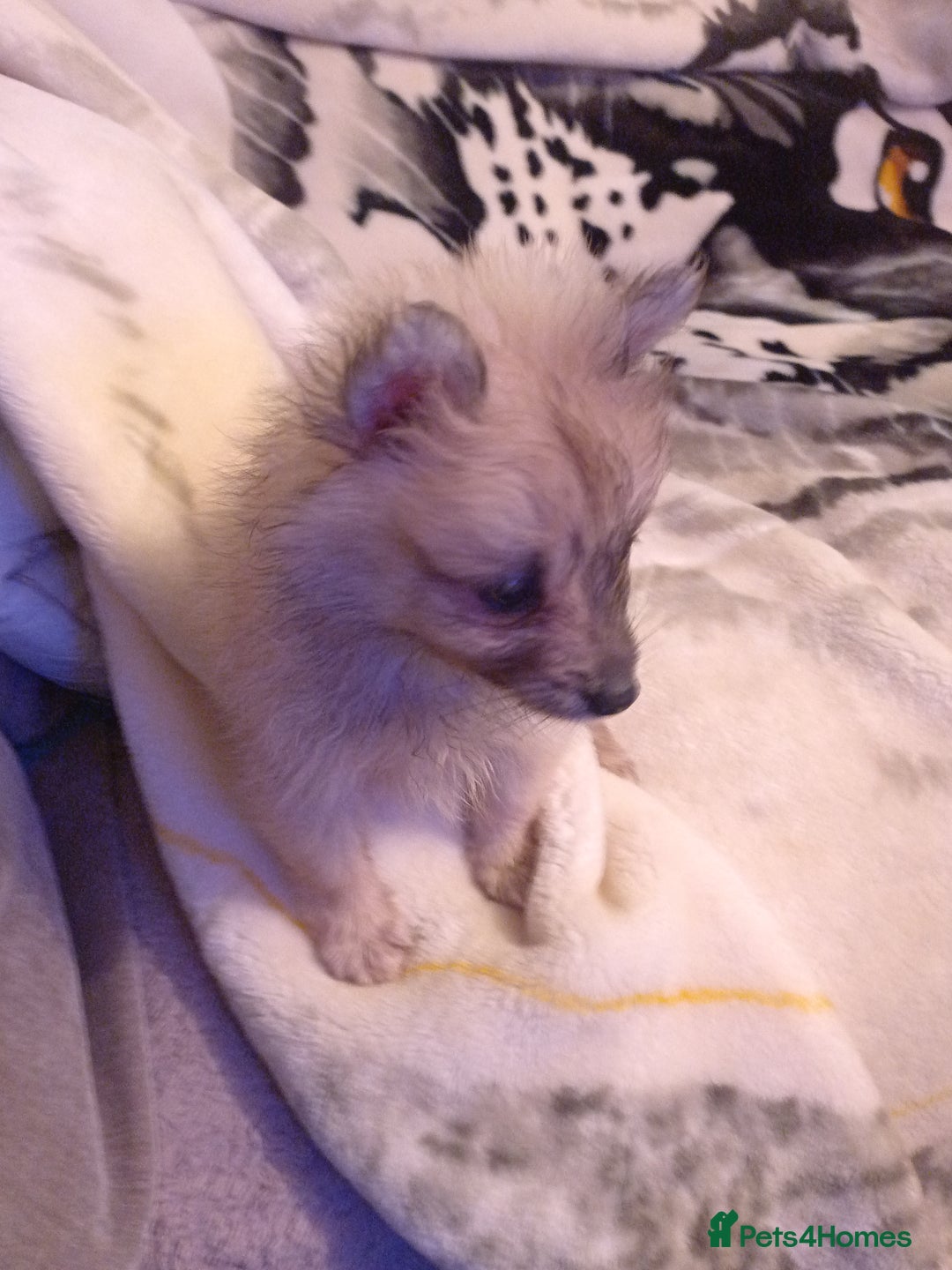 Pomeranian dogs for sale: Butiful Pomeranians - Advert 3