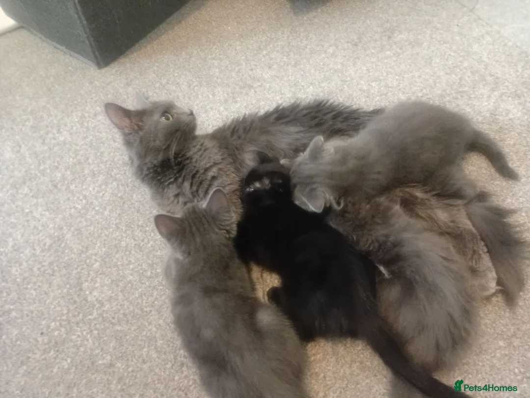 Russian Blue cats for sale: Russian blue Scottish fold mix stunning breed  - Advert 1
