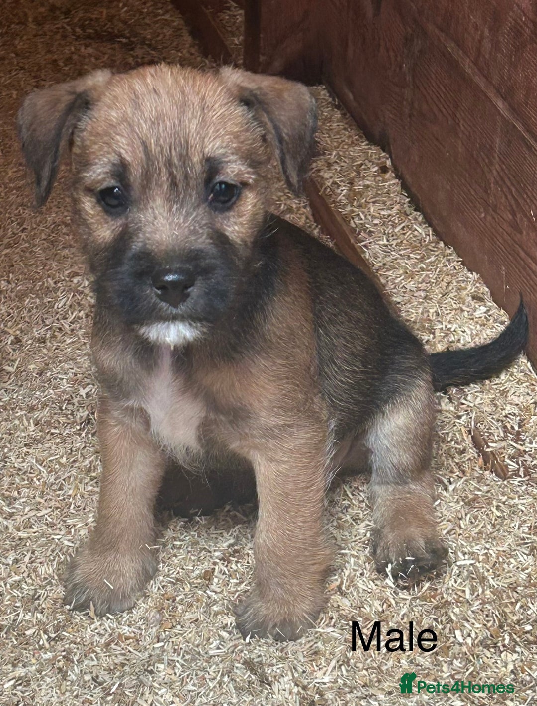 Mixed Breed dogs for sale: Patterdale x Boarder Lakeland Terrier puppies - Advert 10