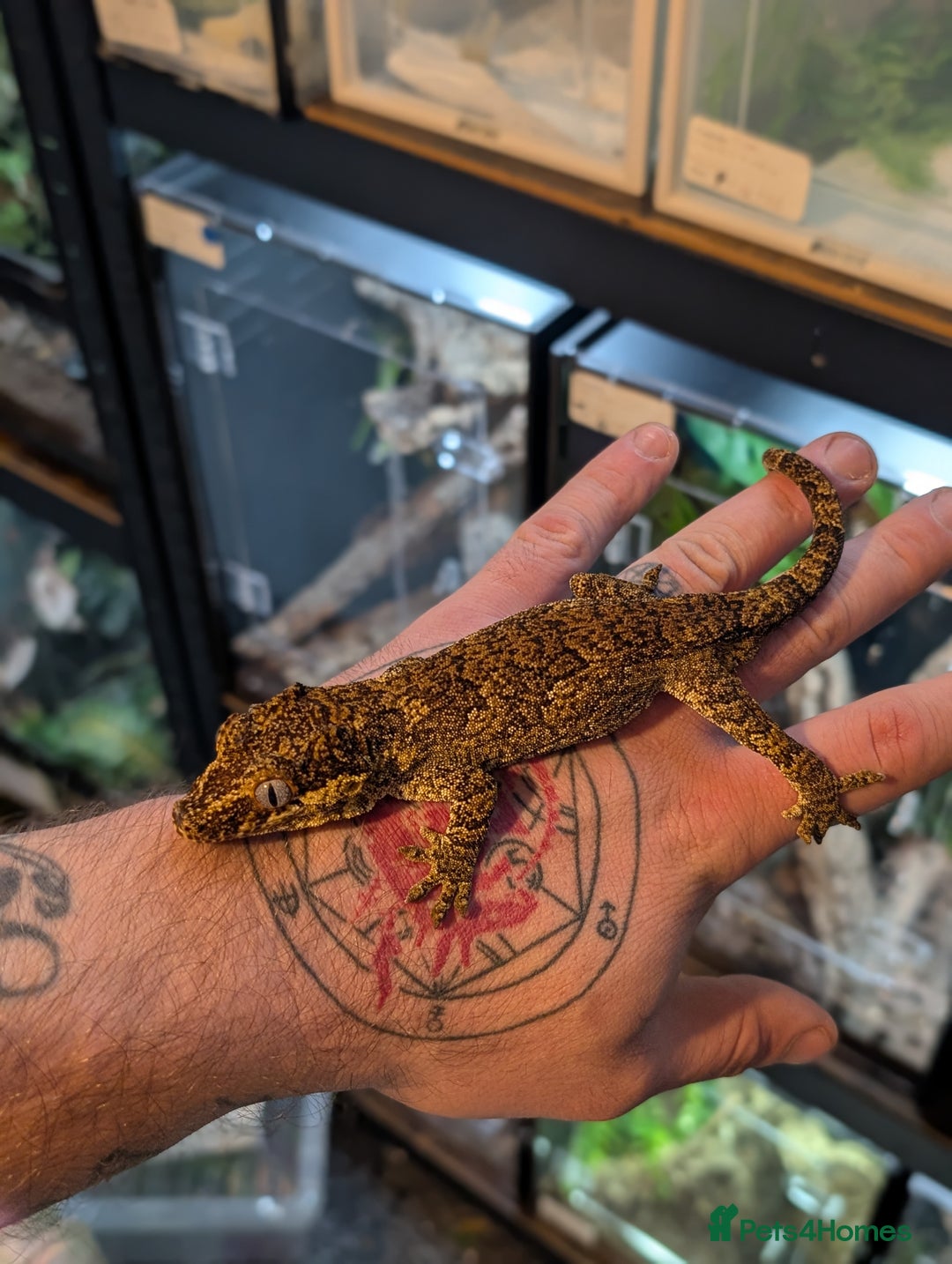 Gecko reptiles for sale: Male Reticulated Gargoyle  - Advert 2