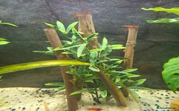 Shrimps fish for sale: Cherry shrimp - Image 2