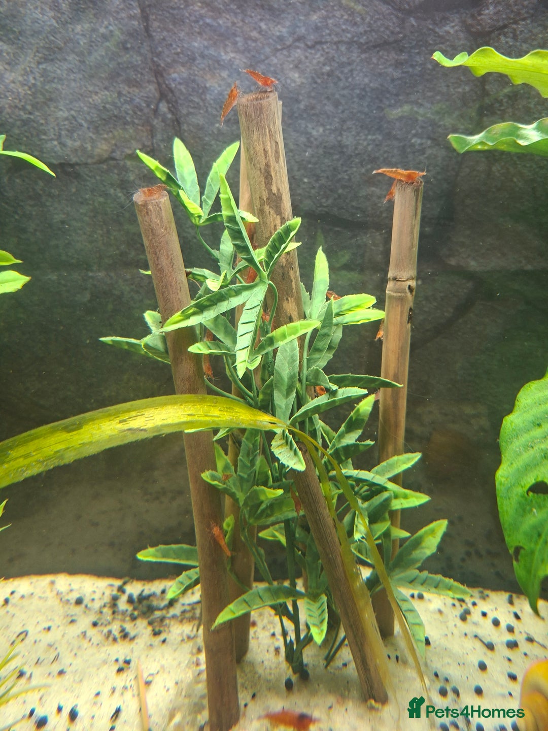 Shrimps fish for sale: Cherry shrimp - Image 2