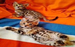 Bengal cats for sale: Bengals high guality kittens ready for new home  - Advert 9