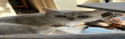 British Shorthair cats for sale: British Shorthair  - Advert 13