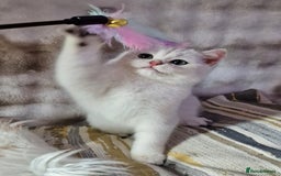 British Shorthair cats for sale: GOLDEN & SILVER BRITISH SHORTHAIR KITTENS TICA - Image 25