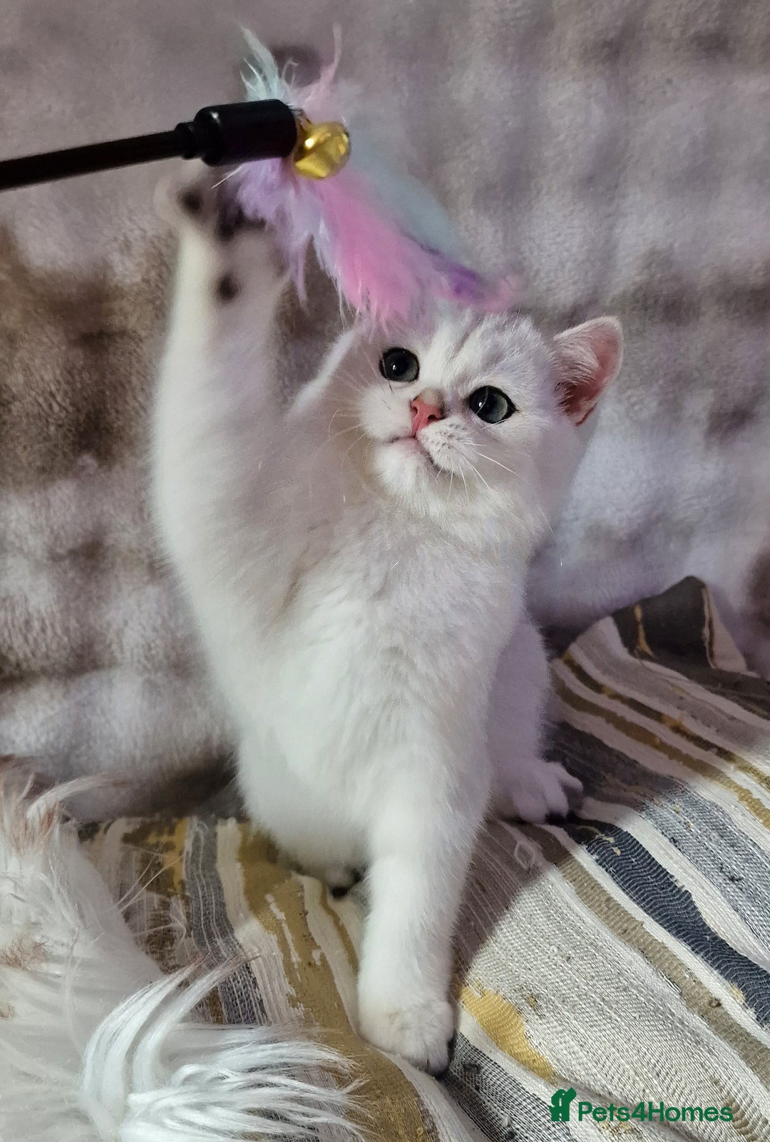 British Shorthair cats for sale: GOLDEN & SILVER BRITISH SHORTHAIR KITTENS TICA - Image 25