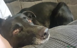 Mixed Breed dogs for adoption: ❤️Carmen — 3,5-4 years old small-to-medium girl❤️ - Advert 5