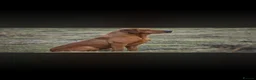 Labrador Retriever dogs for sale: Labrador puppies  - Advert 6