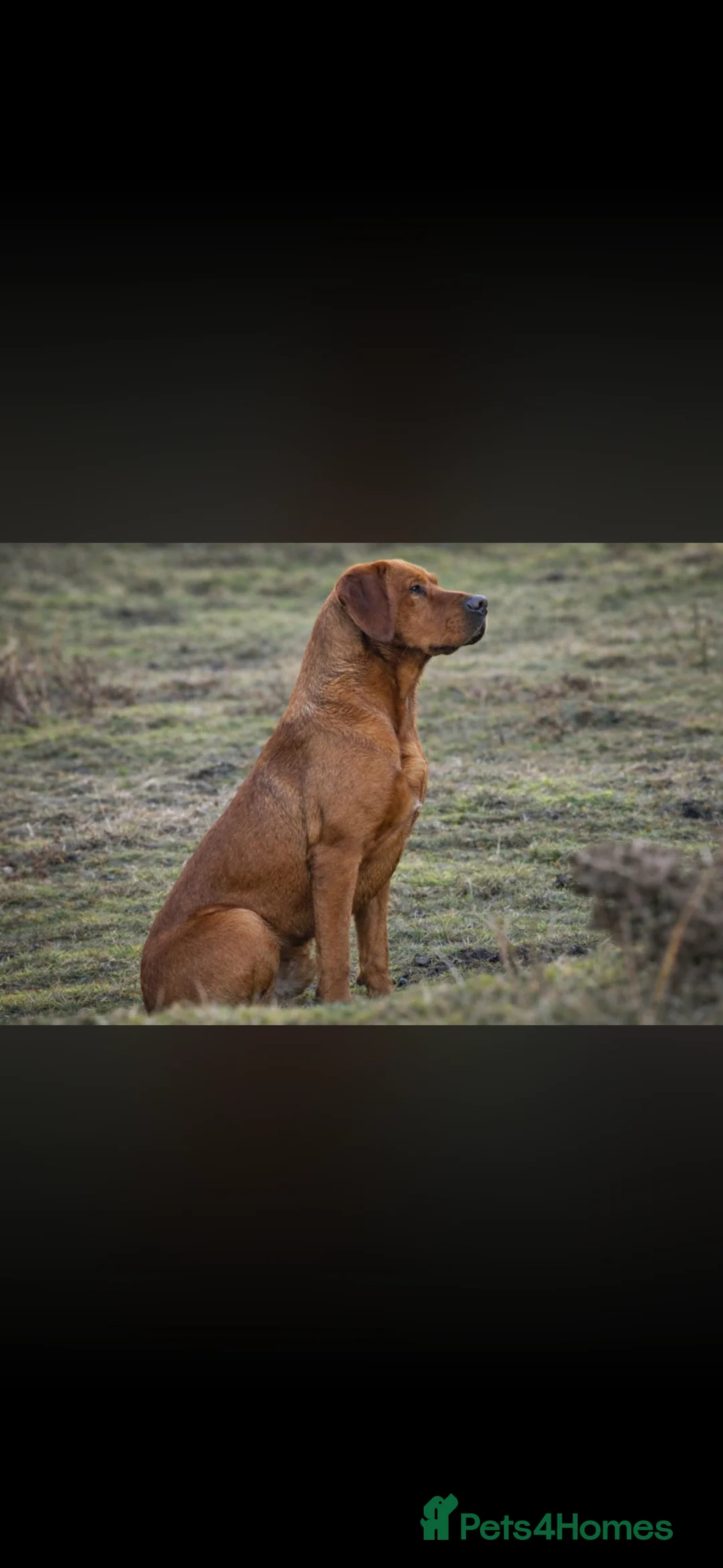 Labrador Retriever dogs for sale: Labrador puppies  - Advert 6