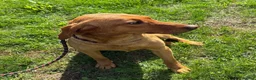 Labrador Retriever dogs for sale: KC Reg Red Female Labrador  - Advert 4