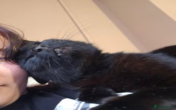 British Shorthair cats for sale: Black 11 year old cat - Image 3