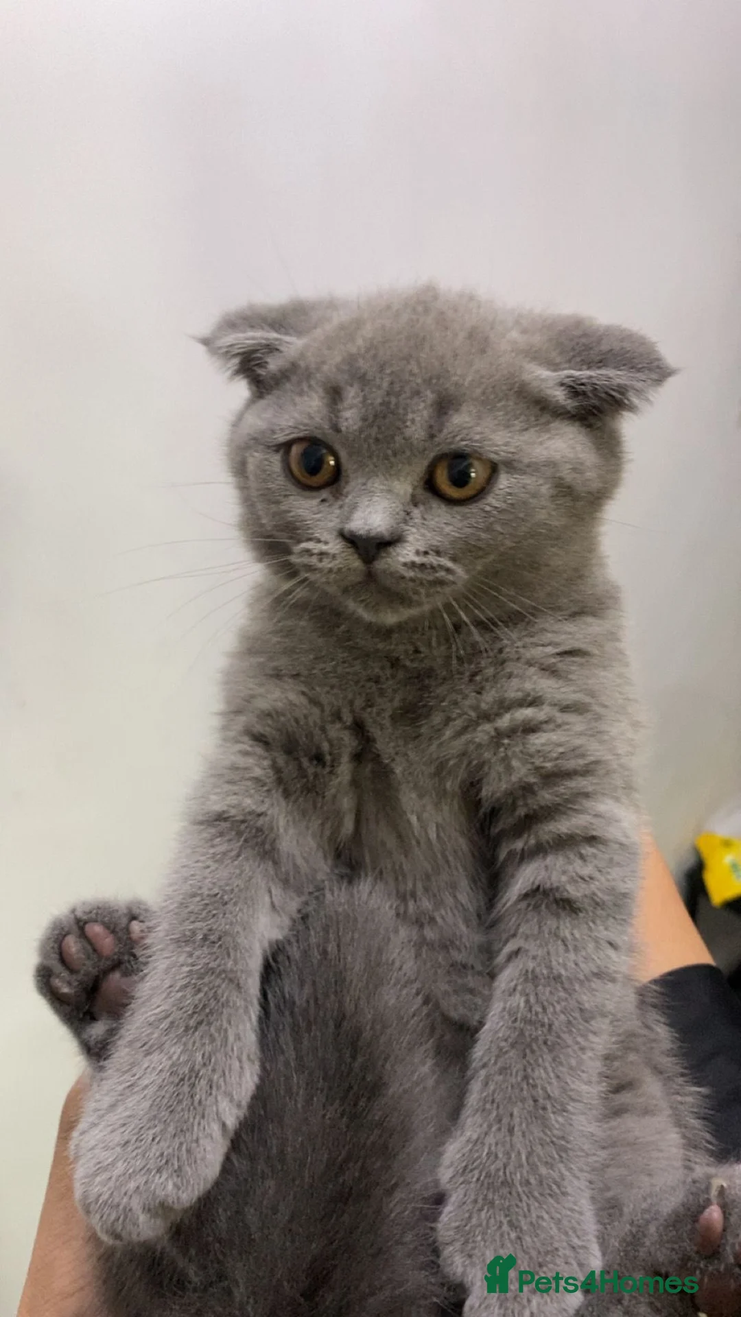 British Shorthair cats for sale: British short hair kittens ready to re home in Batley - Advert 2