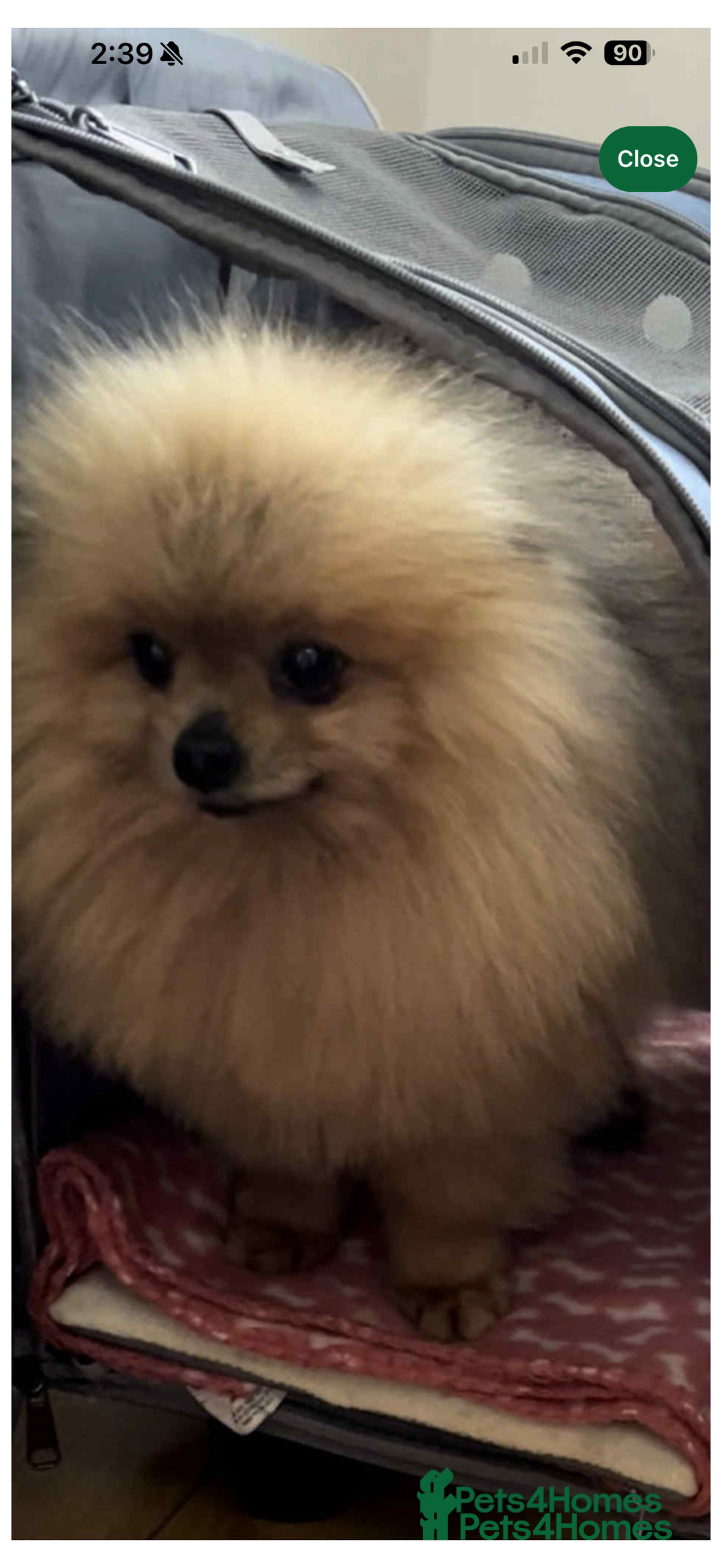 Pomeranian dogs for sale: EXTRA SMALL POMERANIAN PUPPIES  - Advert 3