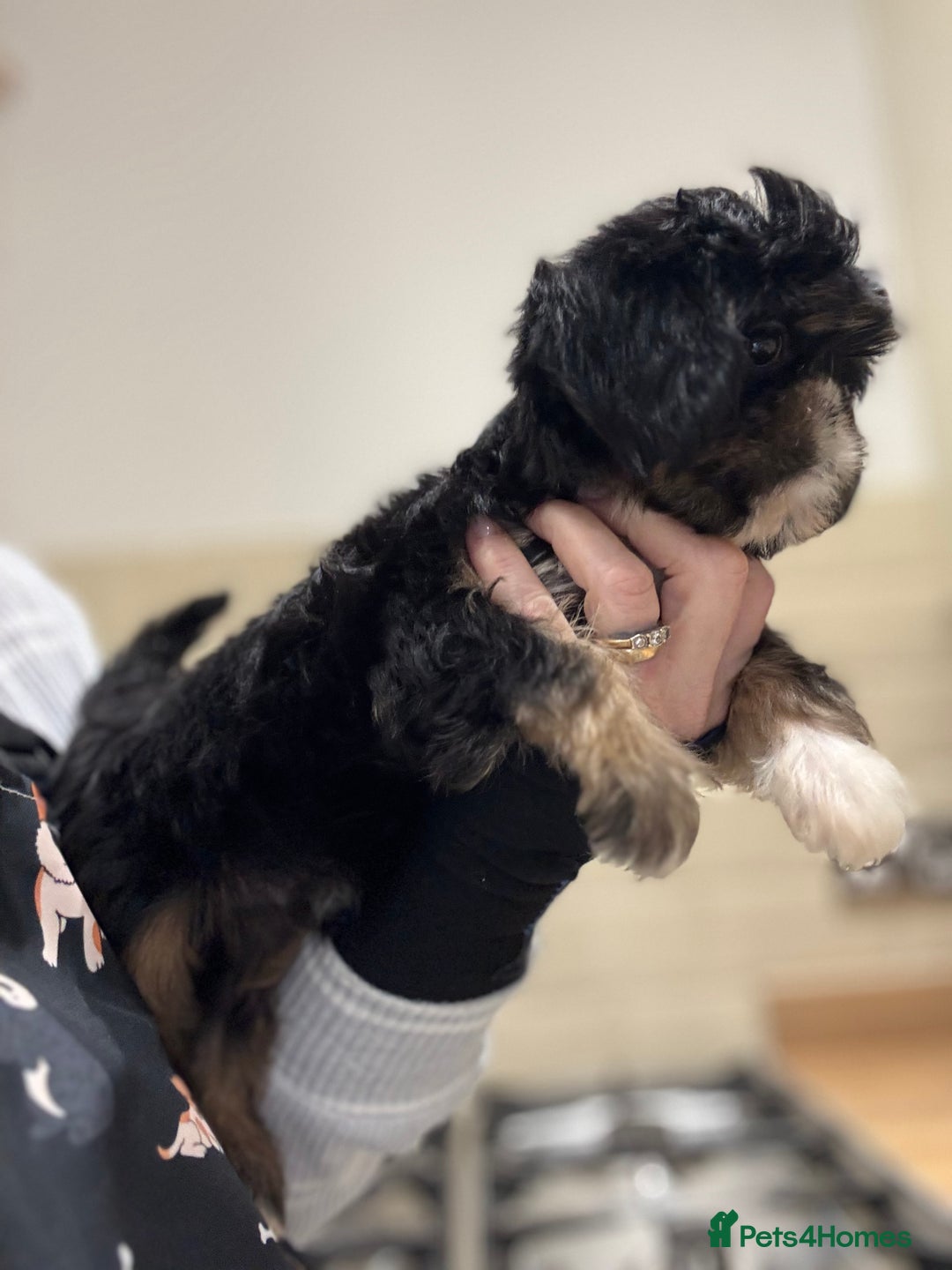 Shih Tzu dogs for sale: PLEASE READ THE DESCRIPTION  - Advert 16