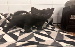 Domestic Shorthair cats for sale: Kittens for sale  - Image 6