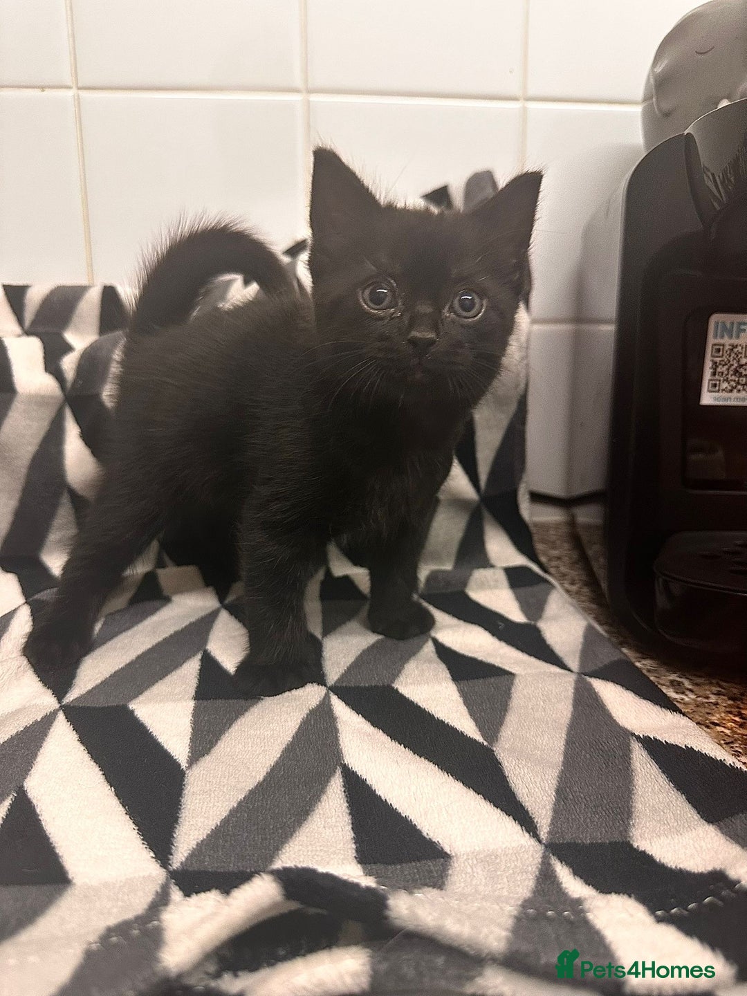 Domestic Shorthair cats for sale: Kittens for sale  - Image 6
