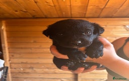 Mixed Breed dogs for sale: Rottie cross lab  - Image 8