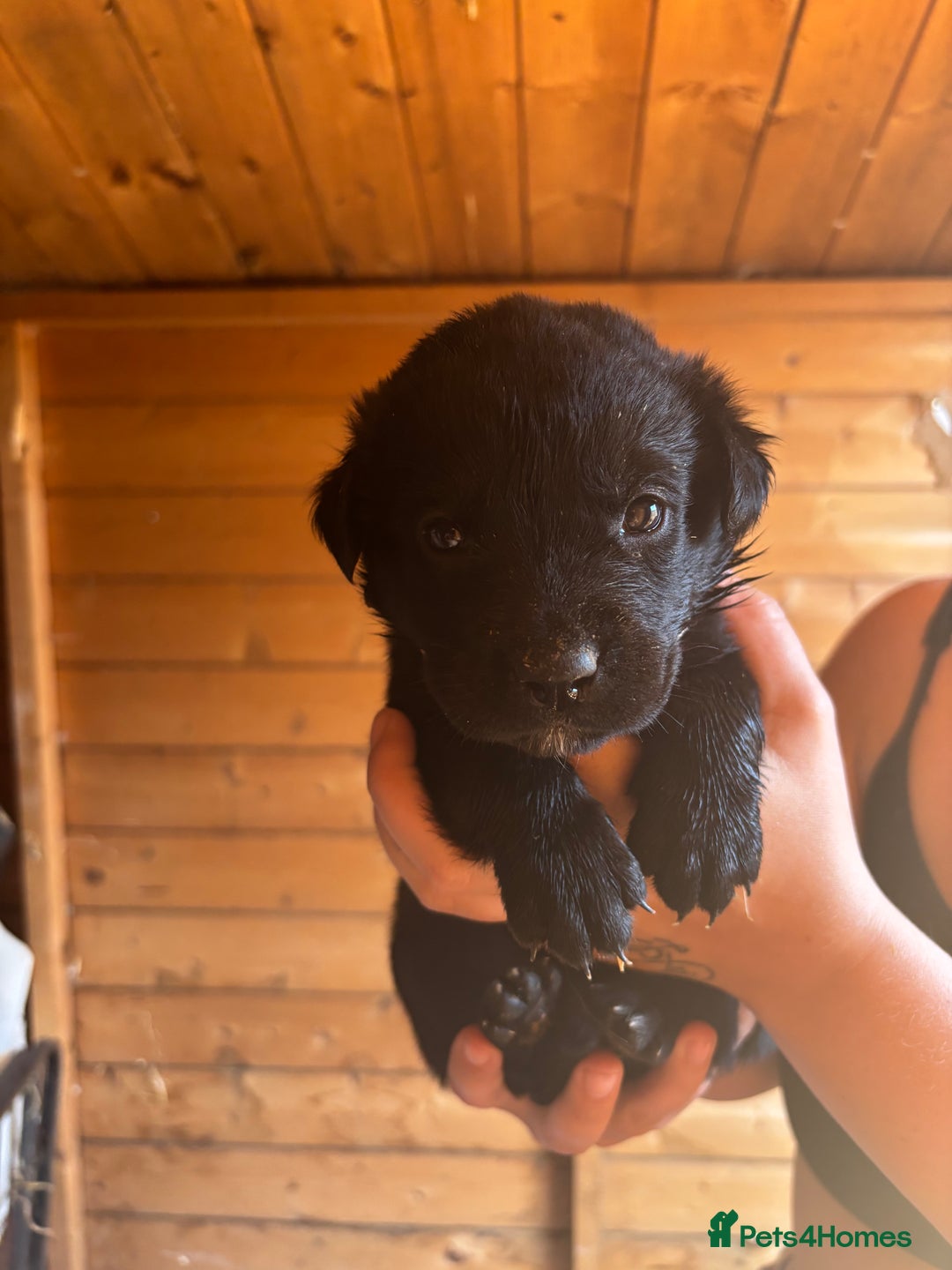 Mixed Breed dogs for sale: Rottie cross lab  - Image 8