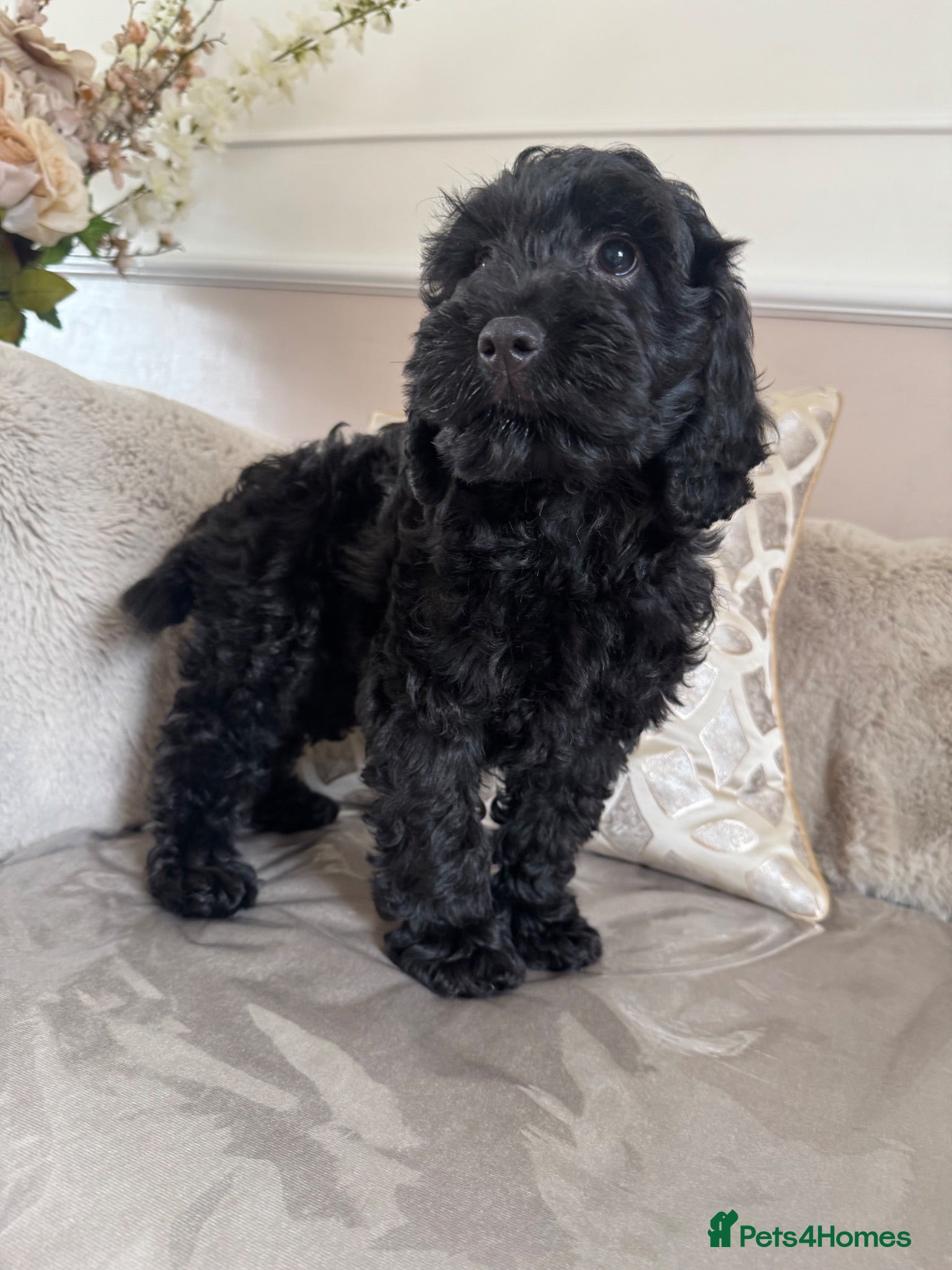 Cockapoo dogs Cockapoo puppies - Advert 6