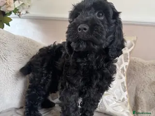 Cockapoo dogs Cockapoo puppies - Advert 6