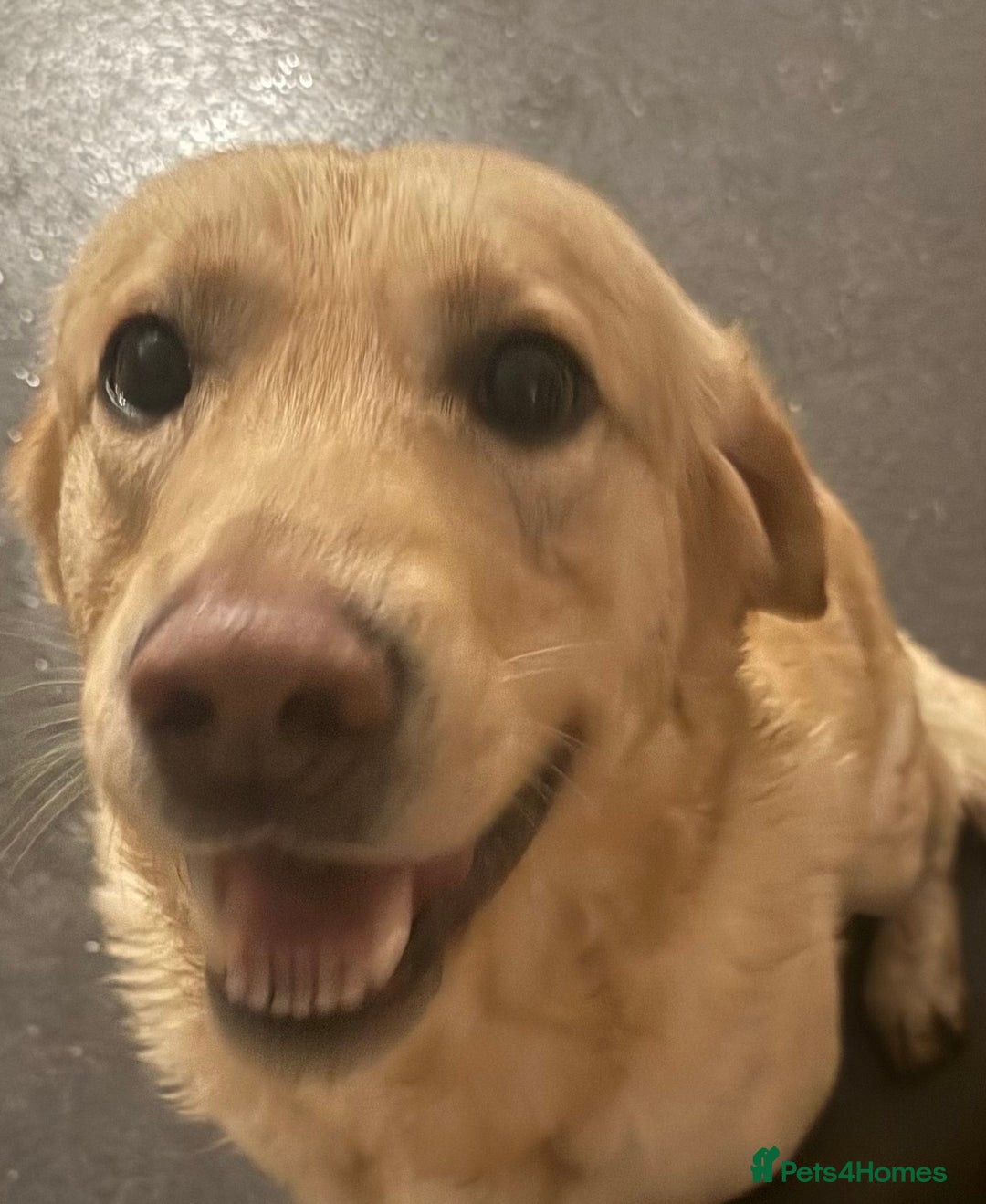 Labrador Retriever dogs for sale: Milo seeking forever home - Advert 3