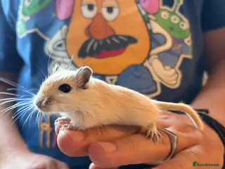 Gerbil rodents Mum & Daughter with Tank - Advert 15