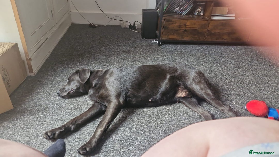 Labrador Retriever dogs for sale: 2 Labrador Ladies!  - Image 2