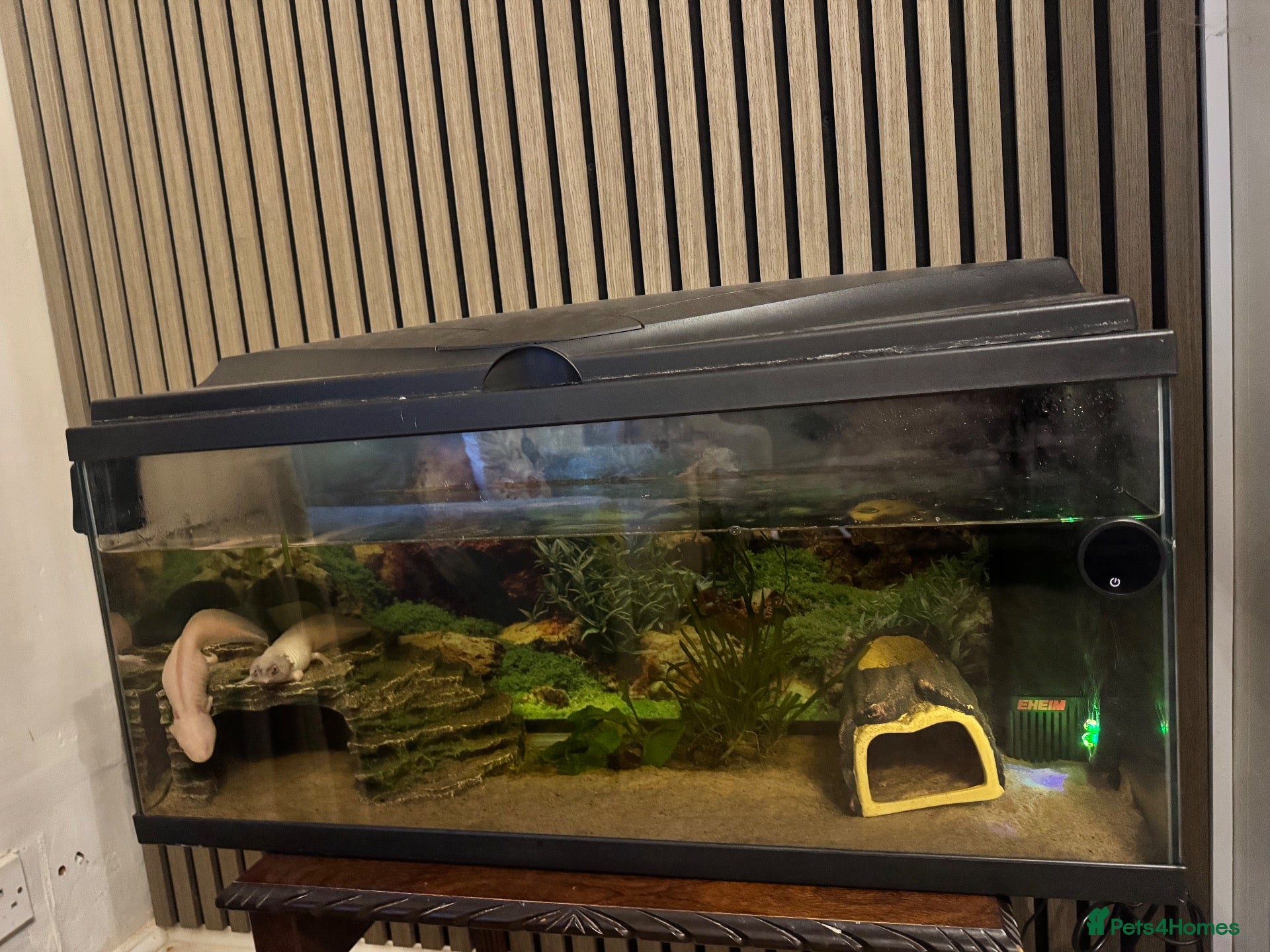 Other/Mixed Breed fish Axolotls  - Advert 1