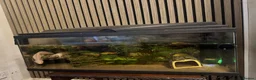 Other/Mixed Breed fish for sale: Axolotls  in Walsall - Advert 1