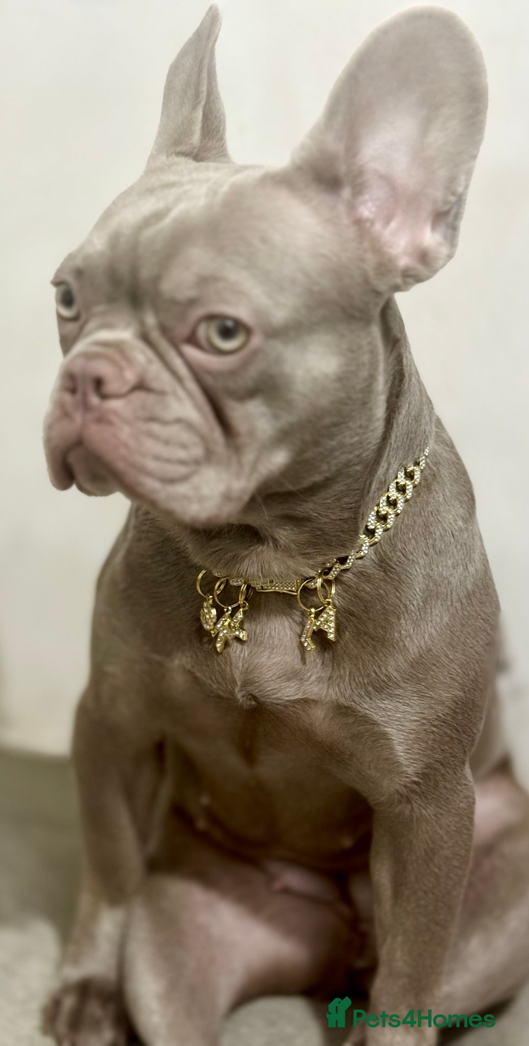 French Bulldog dogs for sale: French bulldog ,lilac - Advert 3