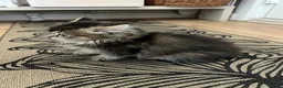 British Longhair cats for sale: British longhair cross kittens  - Advert 7