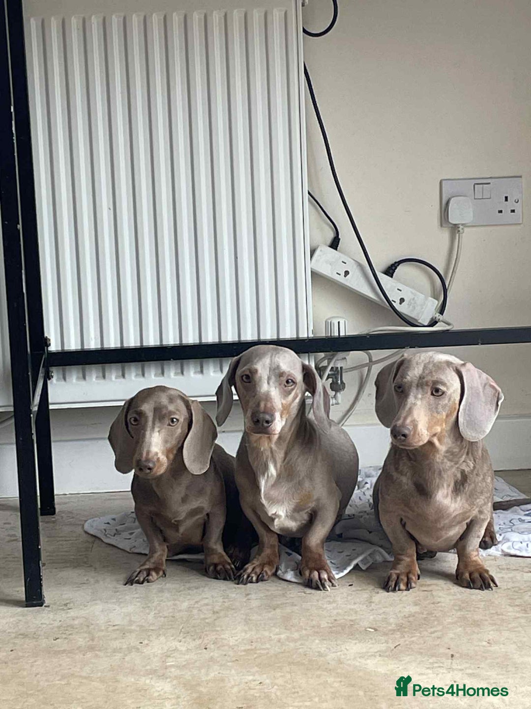 Dachshund dogs for sale: Dachshund  - Image 3