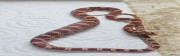 Corn Snake reptiles for sale: Corn snake  in Leicester - Advert 36