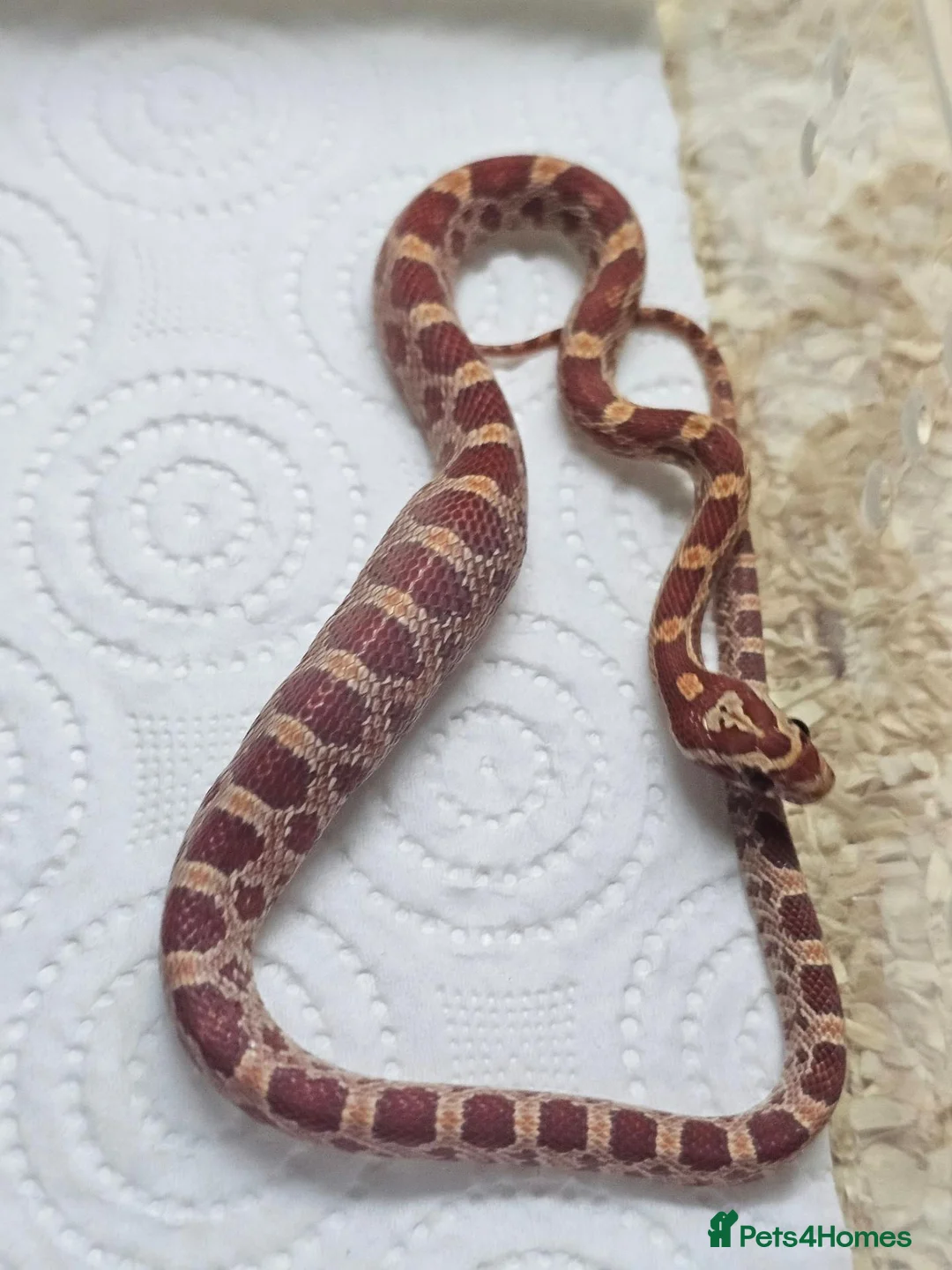 Corn Snake reptiles for sale: Corn snake  in Leicester - Advert 36