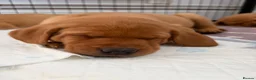 Labrador Retriever dogs for sale: KC registered. Ready to leave 3rd August 2026   - Advert 4