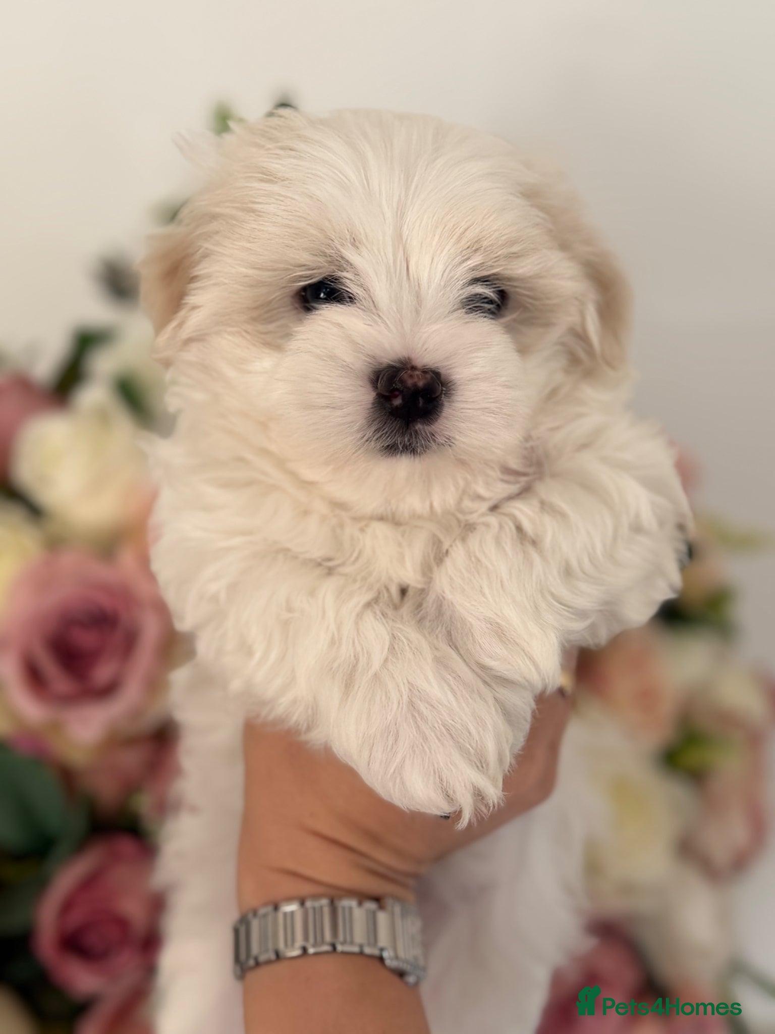 Maltese dogs Maltese boy  - Advert 7