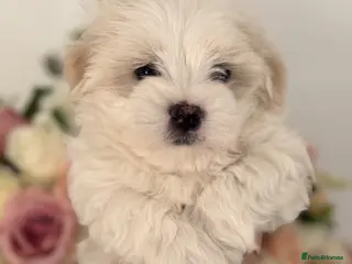 Maltese dogs Maltese boy - Advert 7