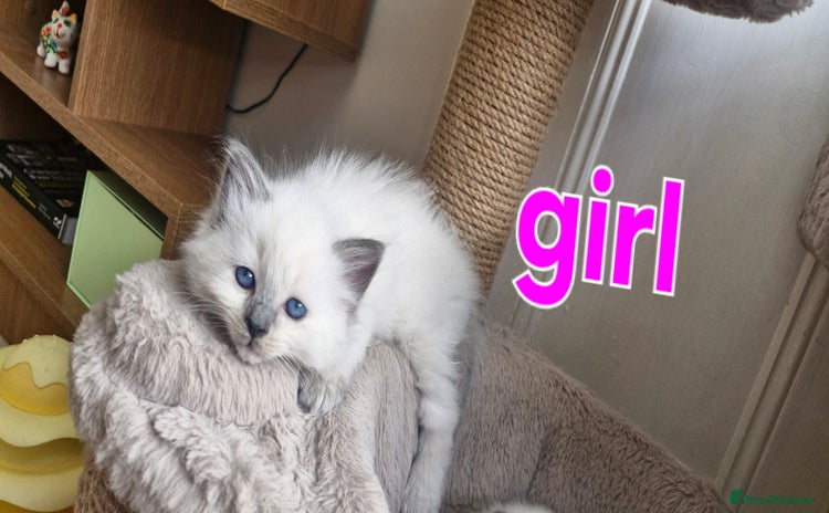 Ragdoll cats - Advert 15