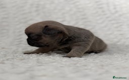 French Bulldog dogs for sale: French bulldog pups - pink and fluffy carries  - Image 6