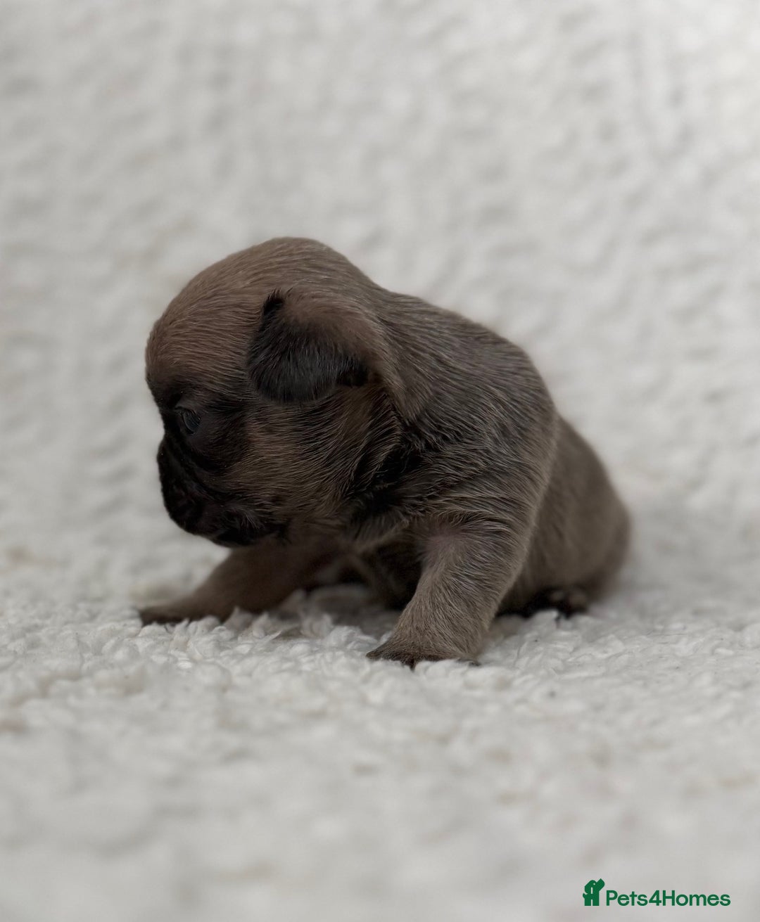 French Bulldog dogs for sale: French bulldog pups - pink and fluffy carries  - Image 6