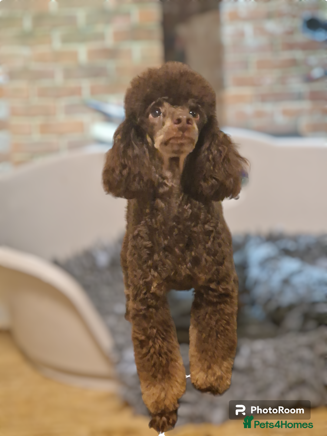 Toy Poodle dogs for stud: KC Reg Fully Health Tested Chocolate Phantom Toy in Southampton - Advert 3