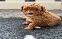 Toy Poodle dogs for sale: Tiny deep red toy poodle boy available for reserve - Image 15