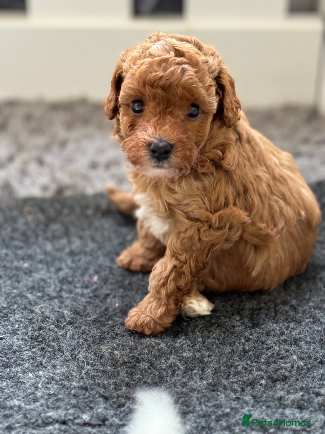 Toy Poodle dogs for sale: Tiny deep red toy poodle boy available for reserve - Image 15