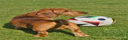 Dachshund dogs for stud: 5th gen pedigree KC teckel Dachshund  - Advert 6