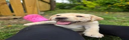 Labrador Retriever dogs for sale: Milromali labs, bred for health and temperament  in Huddersfield - Advert 5