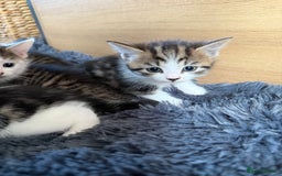 Mixed Breed cats for sale: Mixed kitten - Image 3